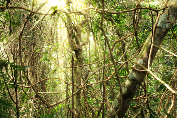 La biologie de la survie - Harvard Business Review